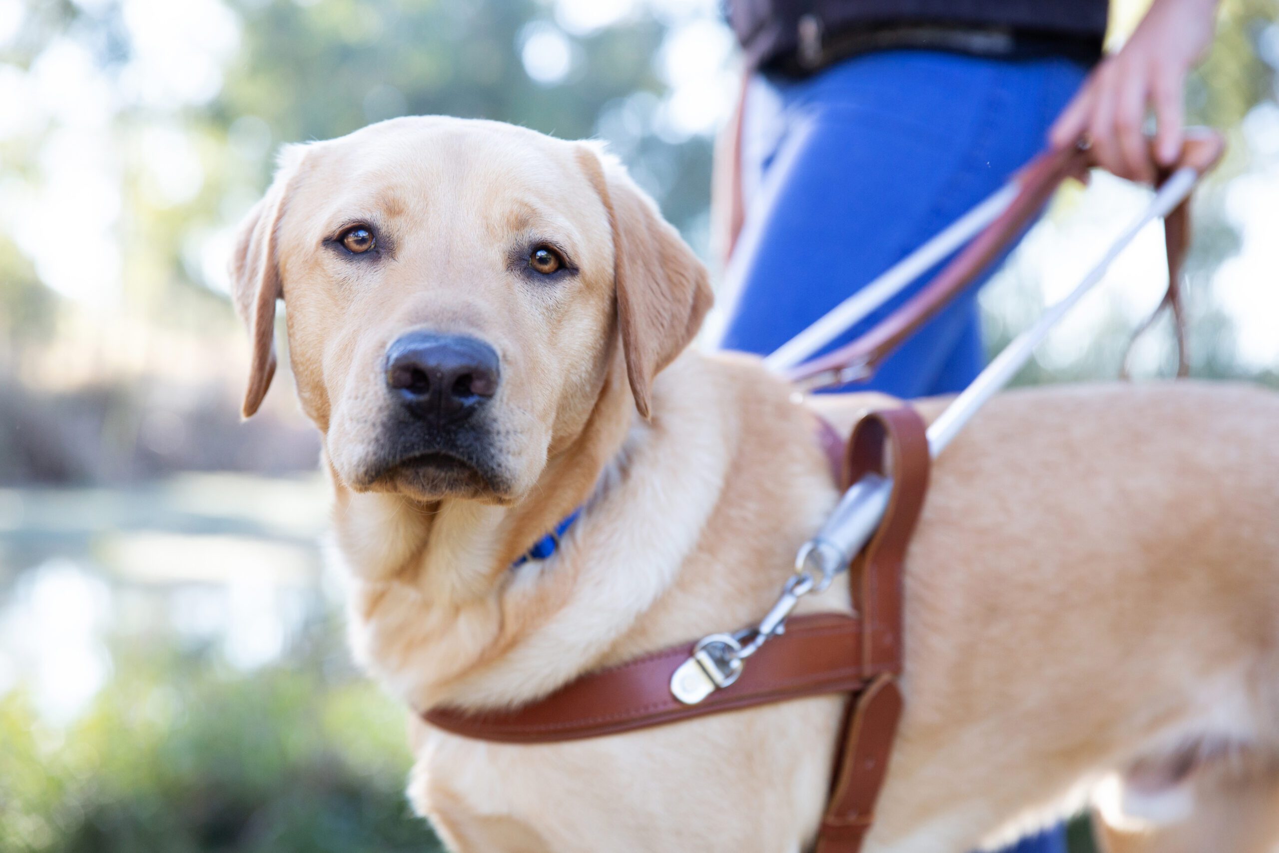 A yellow Guide Dog wearing a leather harness.