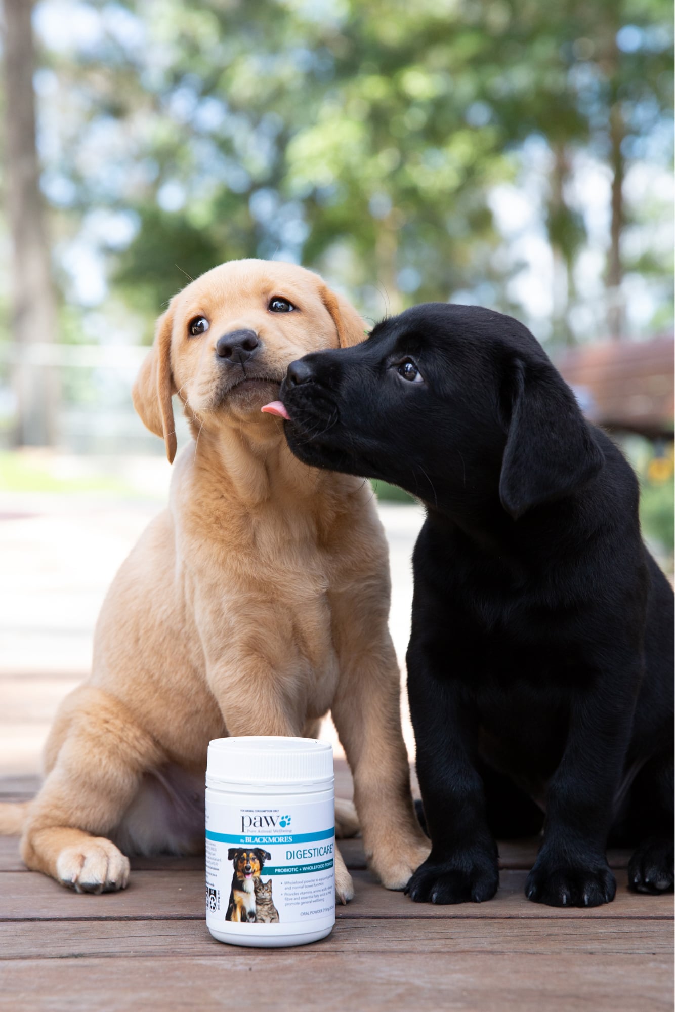 Two ten week old puppies, one yellow and one black, outside seated on their back legs. The black puppy is licking the yellow puppy. There is dog health products in a white bottle in front of the puppies.