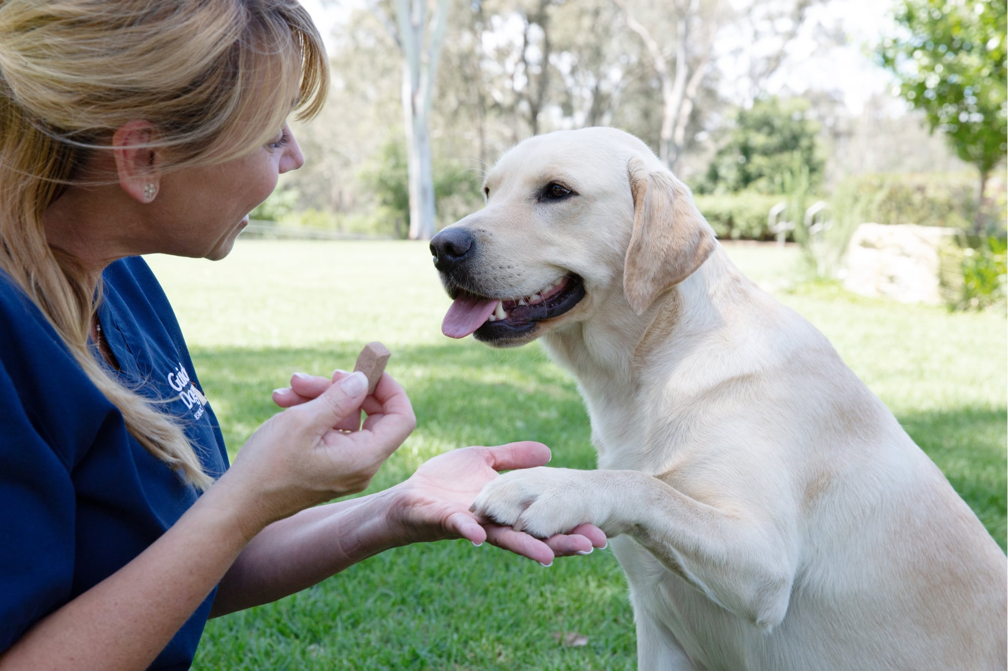 A yellow labrador dog sitting on its back legs outside with a person in front of the dog. The dog has one of its front paws lifted into the hand of the person and the person is holding a piece of dog food in their hand.