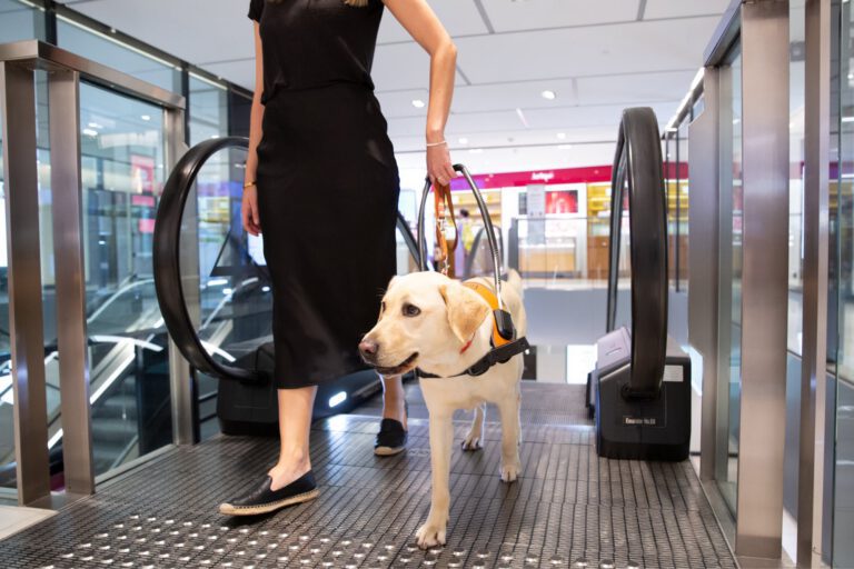 Six benefits of switching to a Guide Dog