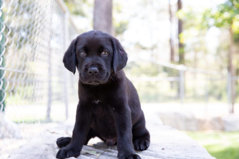 Dog separation anxiety and how to treat it
