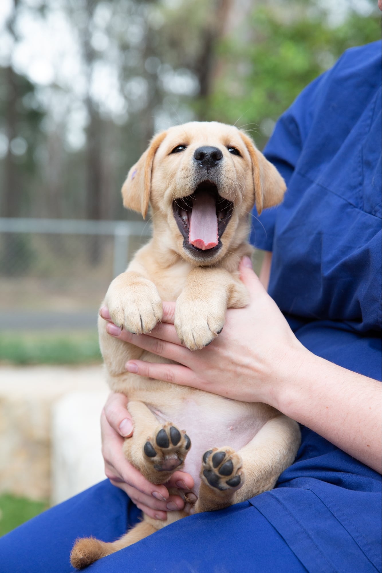 An eight week old caramel puppy being held by a person whilst outside. The puppy's mouth is wide open and looking at the camera.