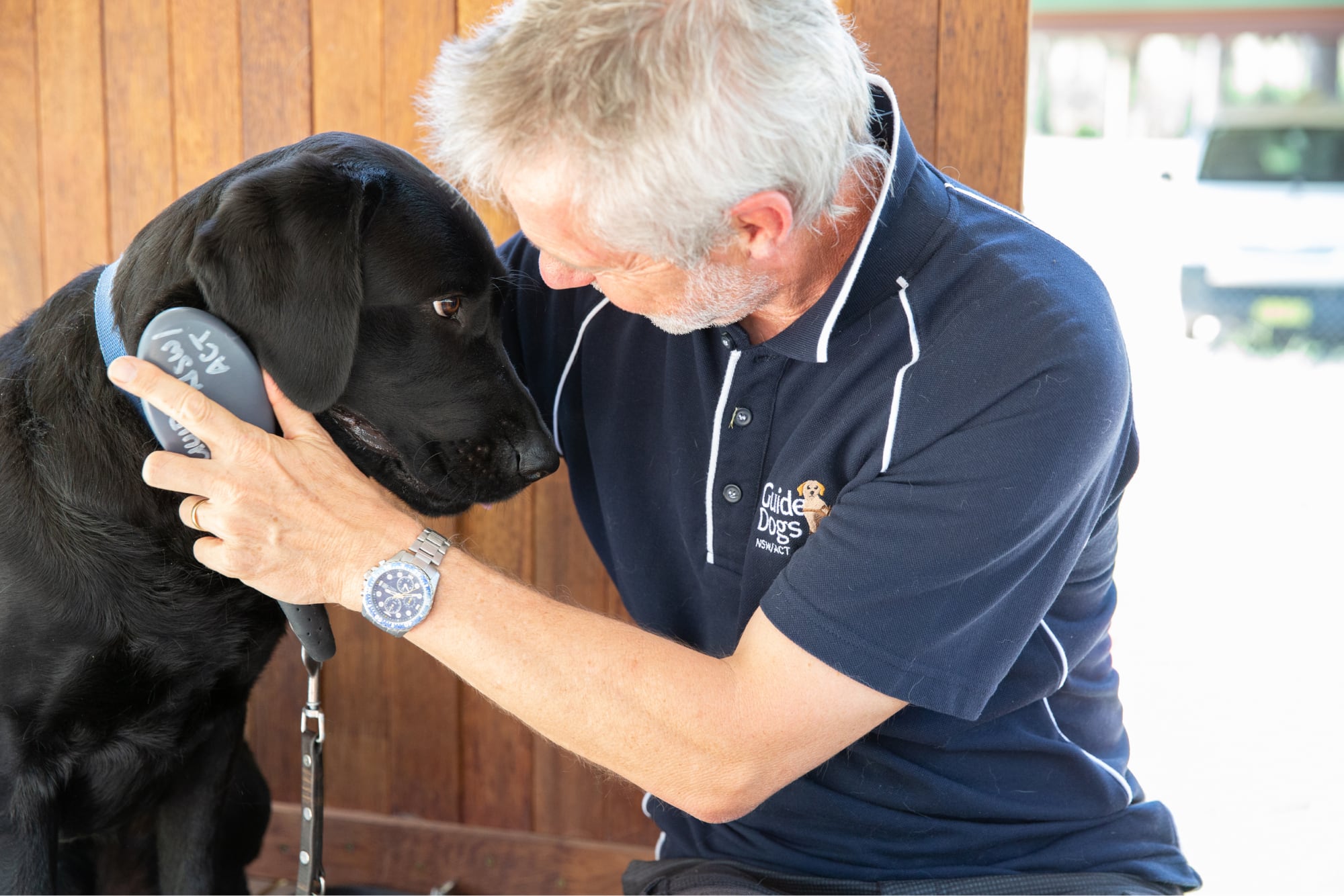 A Guide Dogs staff member and a black labrador dog sitting indoors. The staff member is grooming the dogs neck with a brush.
