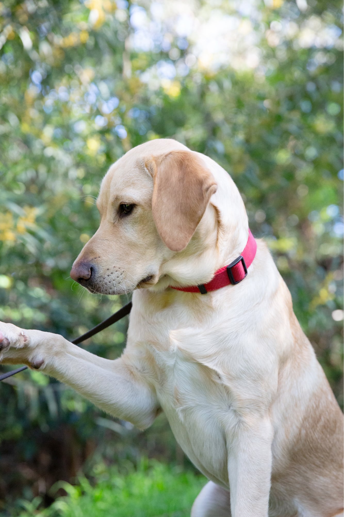 A yellow labrador dog outside. The dog is in a profile view.