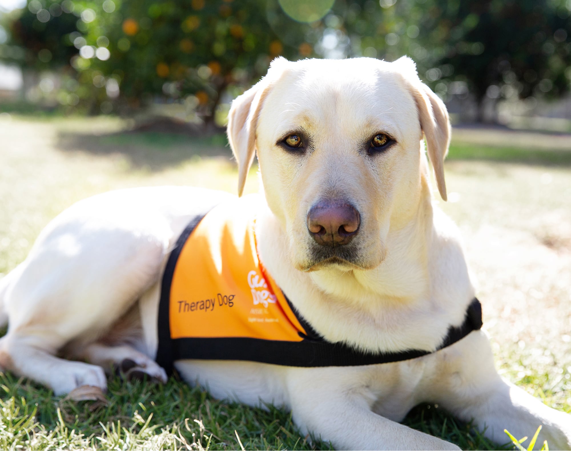 A yellow Labrador wearing an orange therapy dog jacket