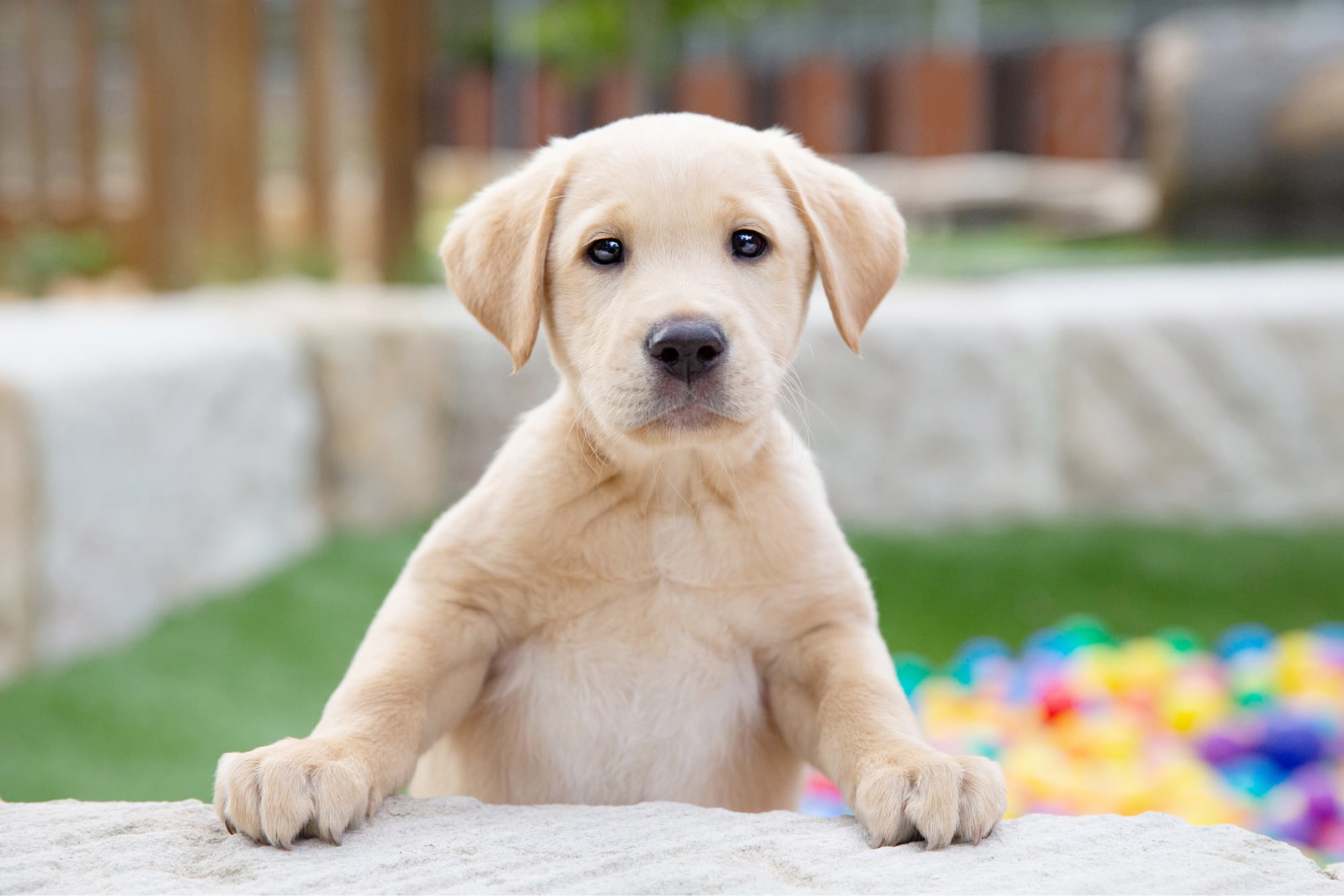 A yellow Labrador puppy with its paws propped up on a low wall