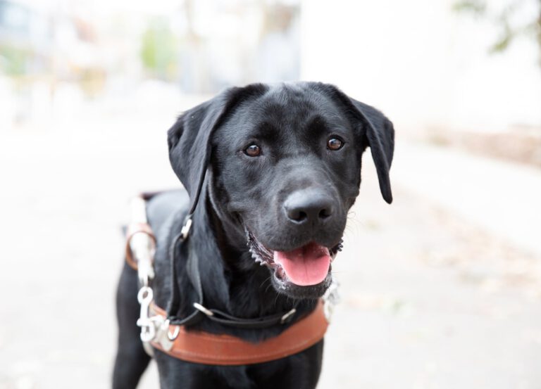Guide Dogs Victoria Raffle