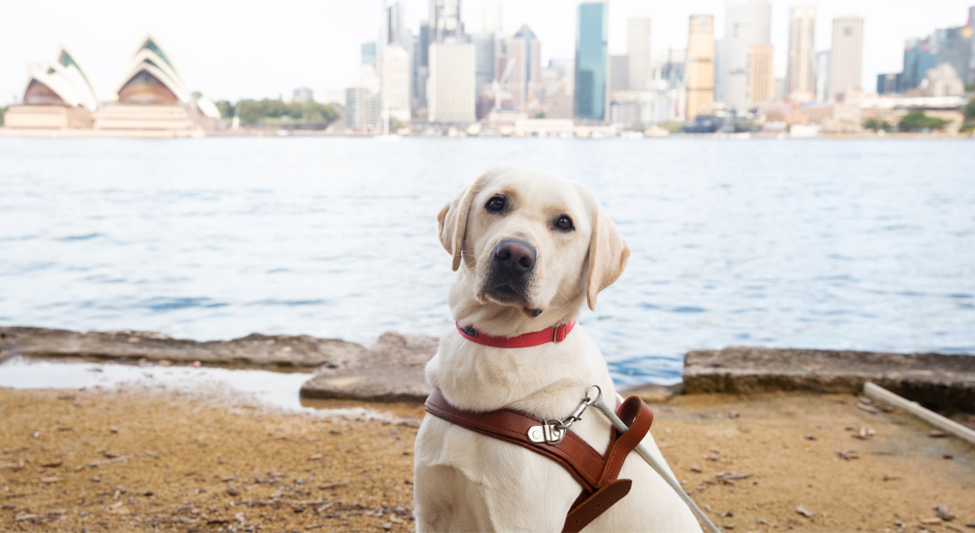 A yellow labrador Guide Dog in harness sitting on its back legs. The dog is looking straight at the camera and the Sydney Harbour is in the background.