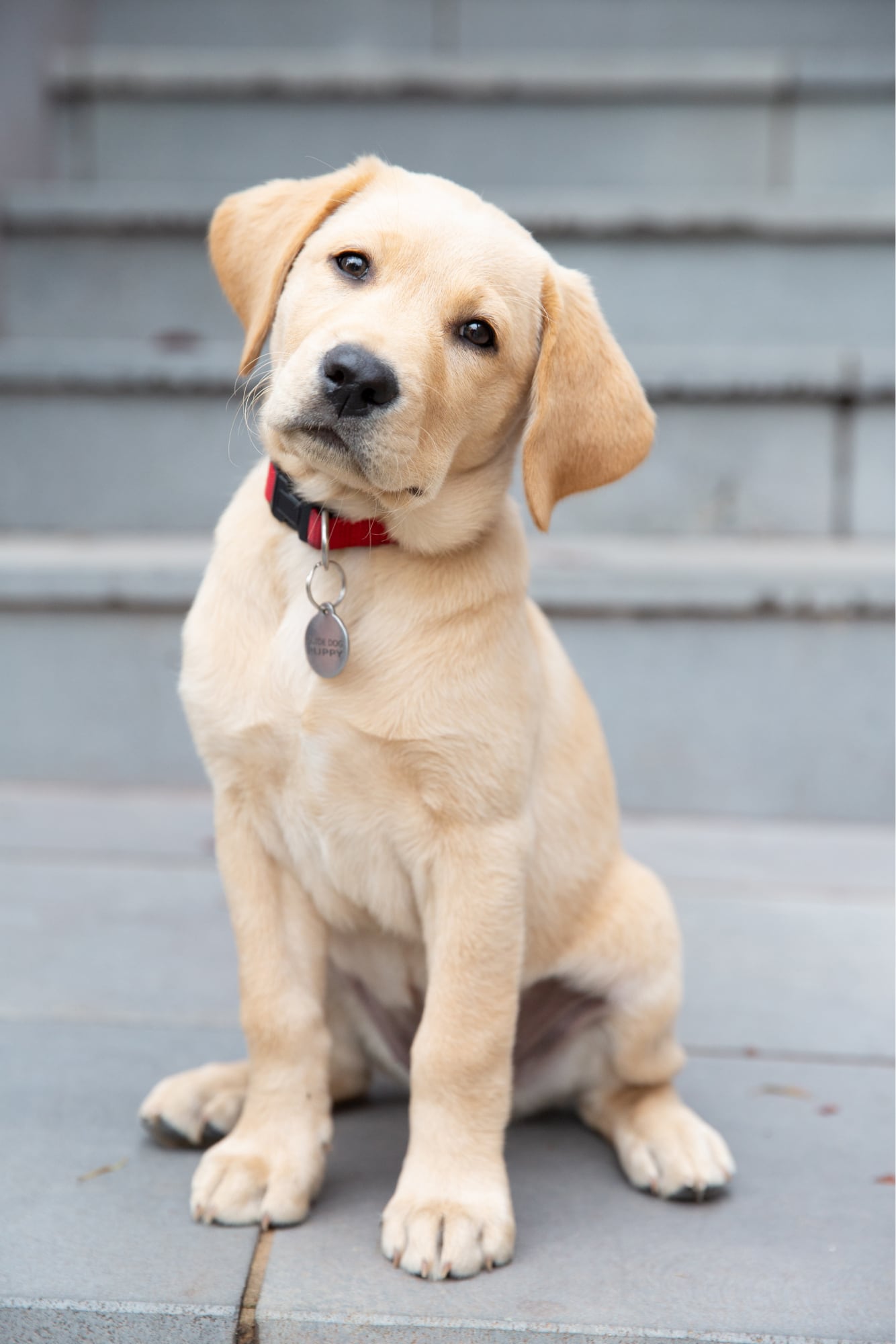 A yellow labrador puppy sits with its head tilted to one side