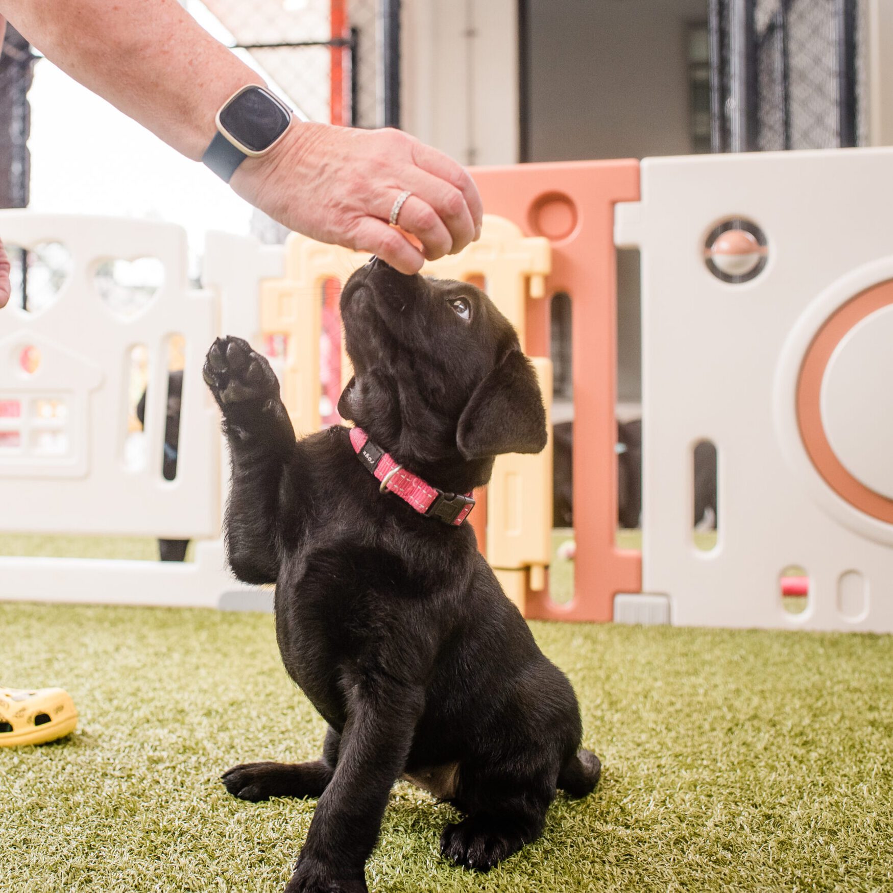 A black Labrador puppy sitting on grass, pawing up at a person holding a treat.