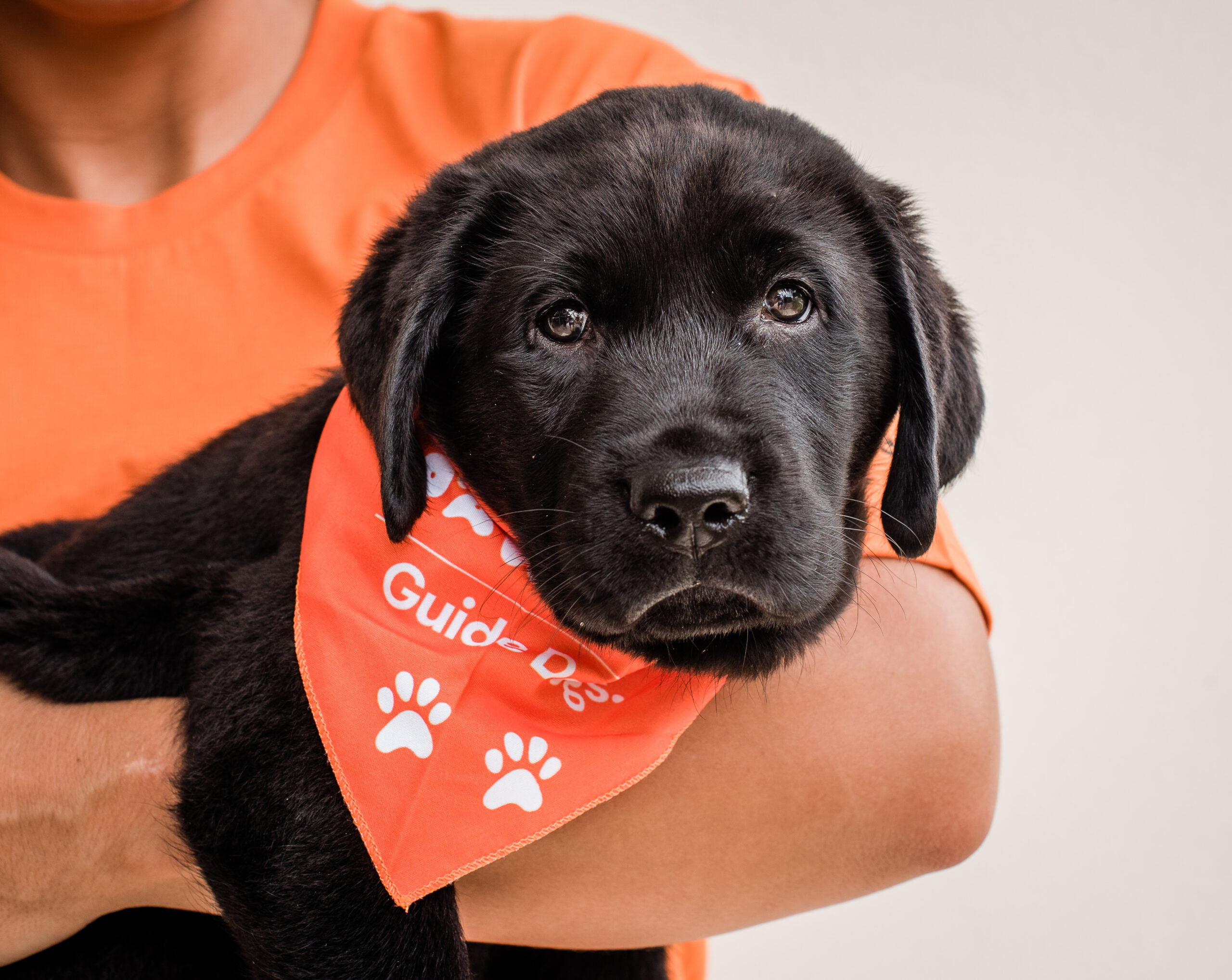 A black Labrador puppy in the arms of a person wearing an orange shirt. The puppy is wearing an orange Pawgust bandana.