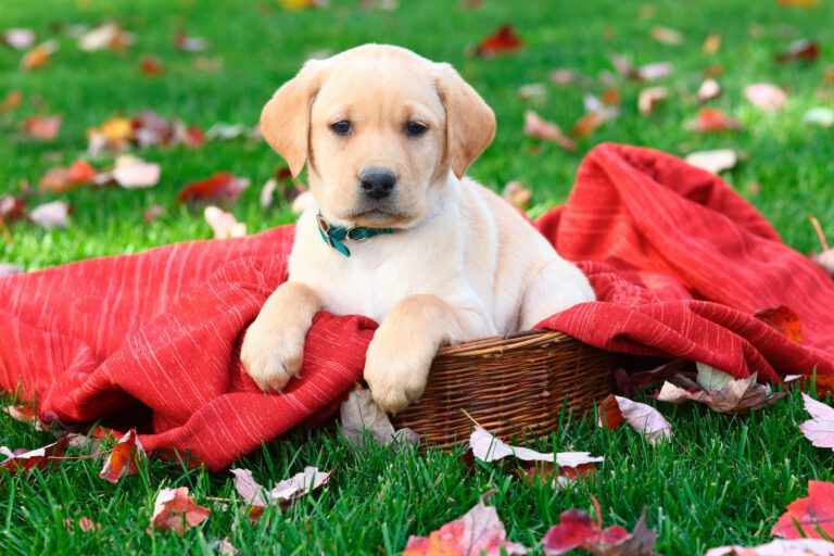 Keeping pet dogs safe over Christmas and the holidays