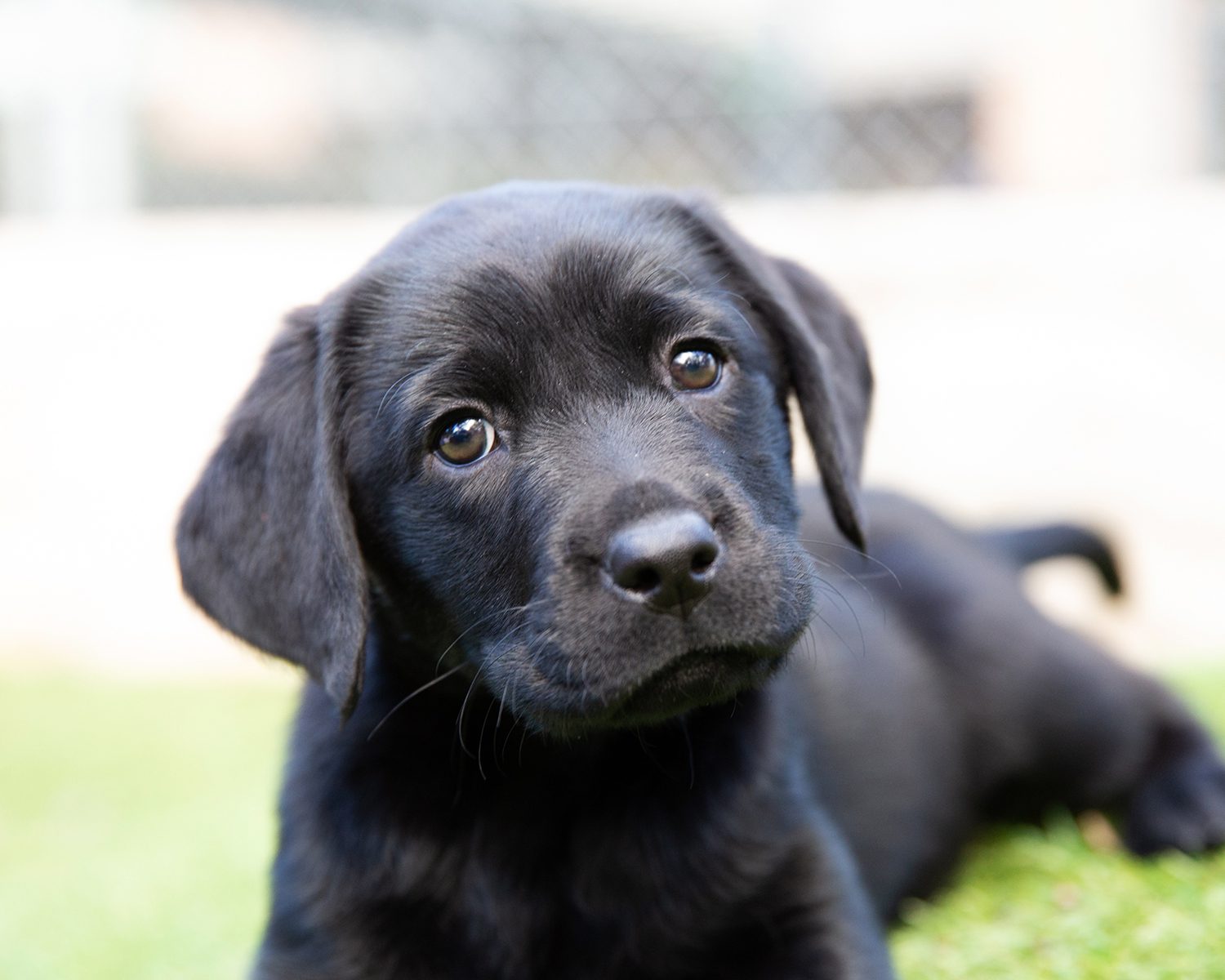 A black labrador puppy lies in the grass looking at the camera.