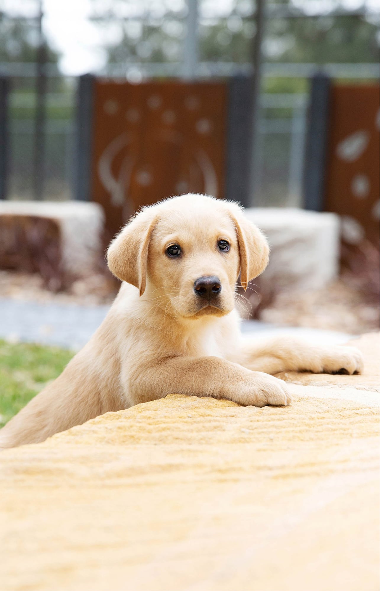 A yellow eight week old puppy outside with its front paws perched on a ledge. The puppy is looking straight at the camera.