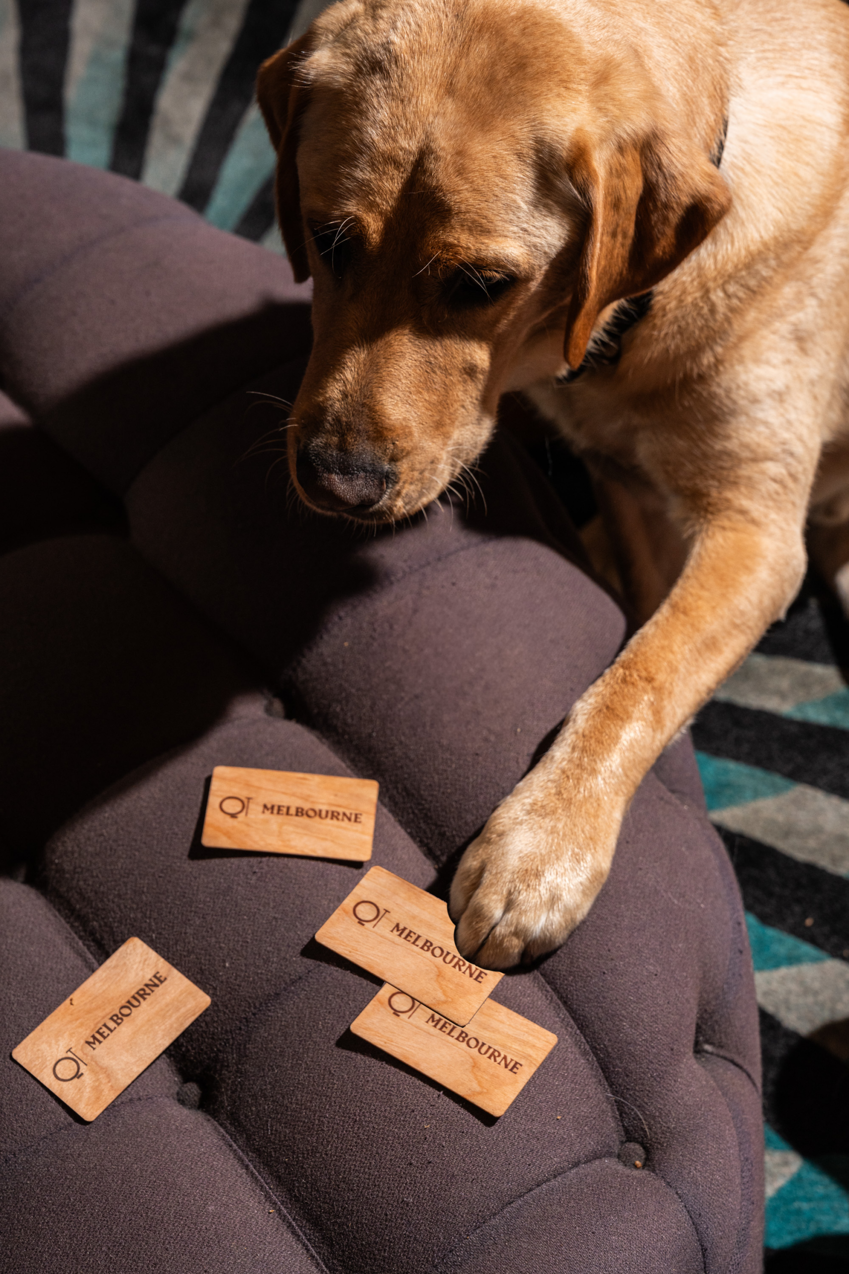 A yellow Labrador has his paw on a plush chair, looking at QT cards spread out.