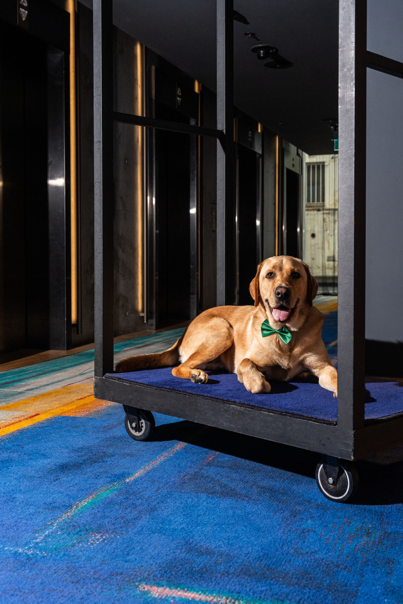 Yellow Labrador Russell laying down on a luggage rack.