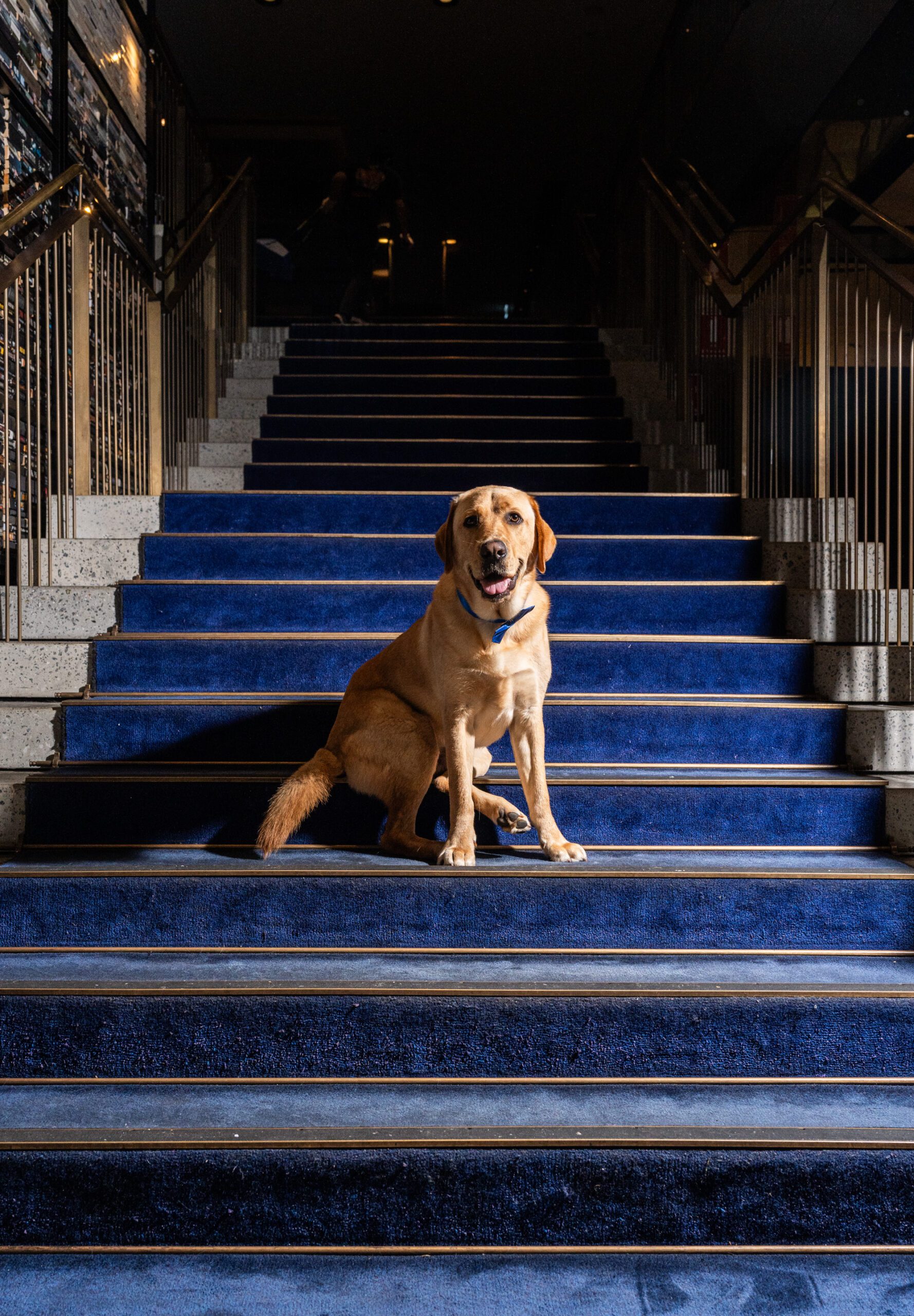Yellow Labrador Russell sits on blue stairs at the QT.