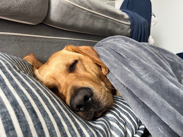 Yellow Labrador Reid snuggled under a grey blanket, with his head on a grey striped pillow, asleep,