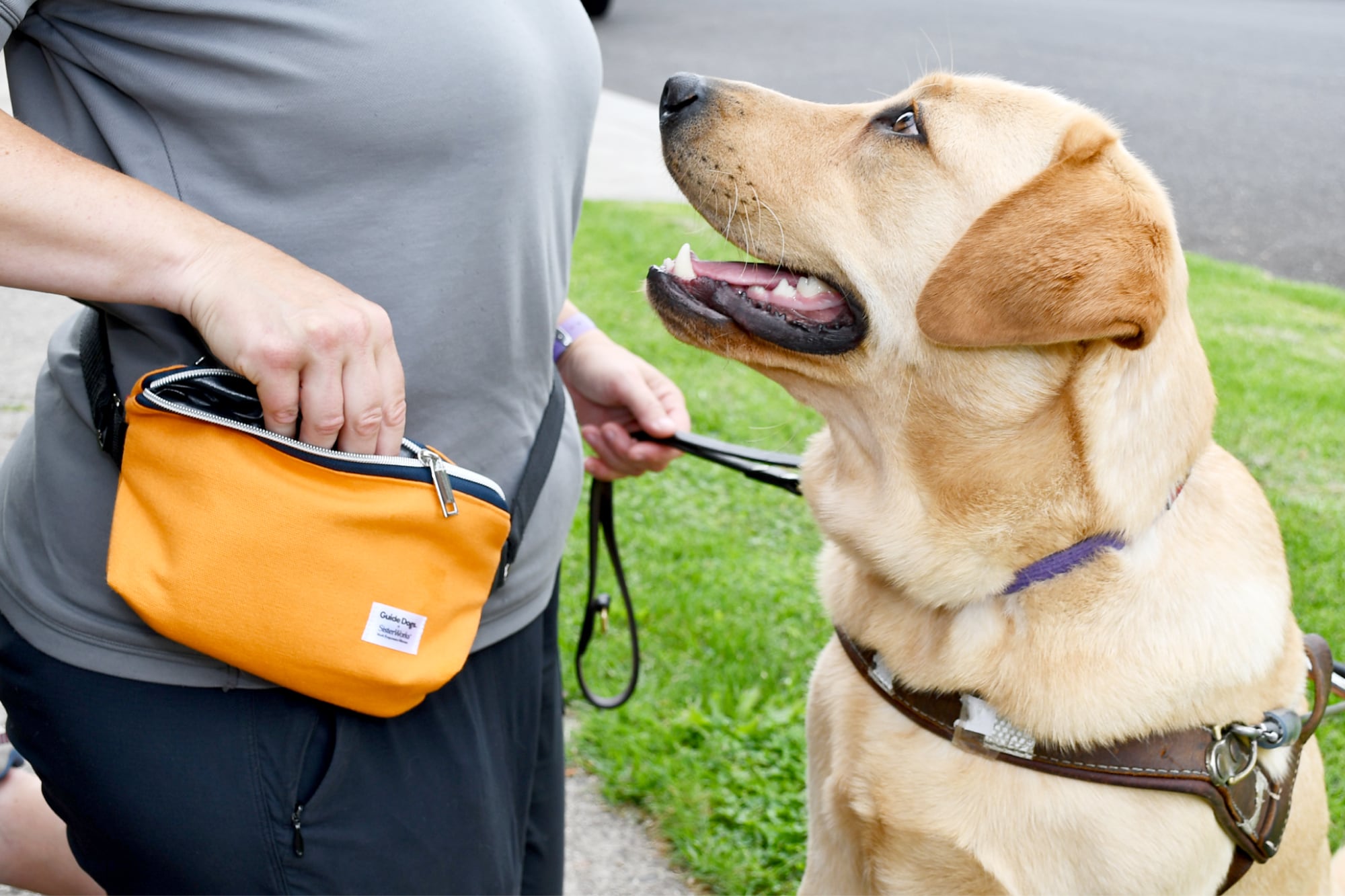 A person is with a yellow labrador Guide Dog in harness. The person is reaching their hand into a treat pouch while the Guide Dog looks up to them.