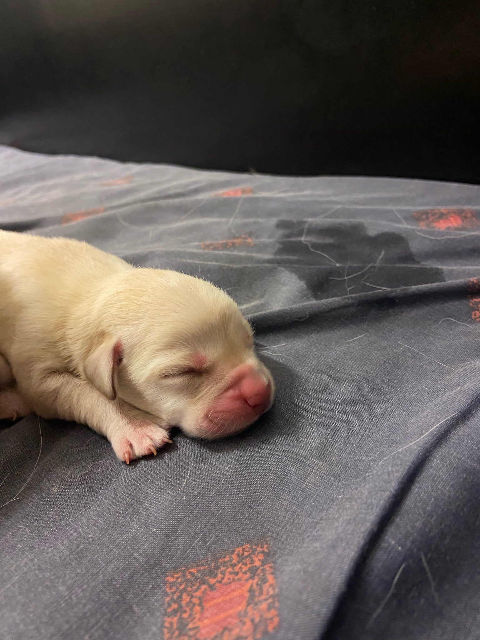 One of Viva's newborn yellow Labrador puppies, laying asleep.