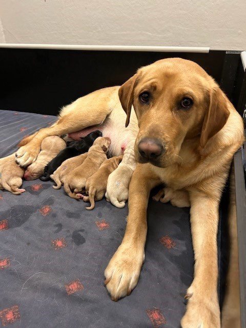Yellow Labrador Vyka laying down, looking at the camera. Tiny puppies nurse beside her.