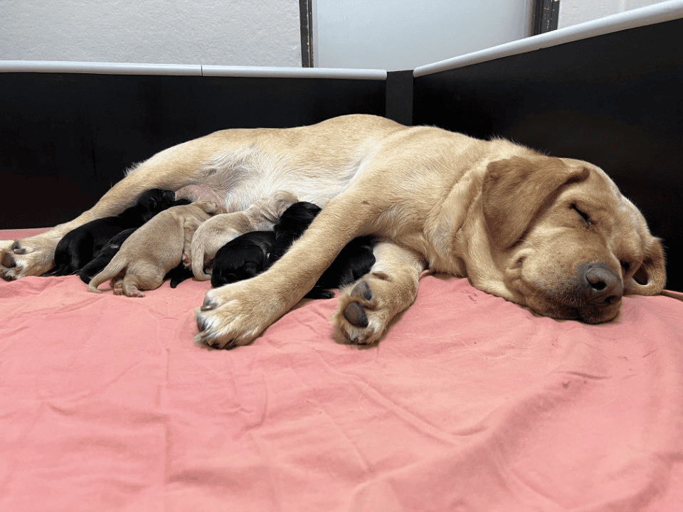 Yellow Labrador Wattle laying on her side, with her puppies snuggled into her.