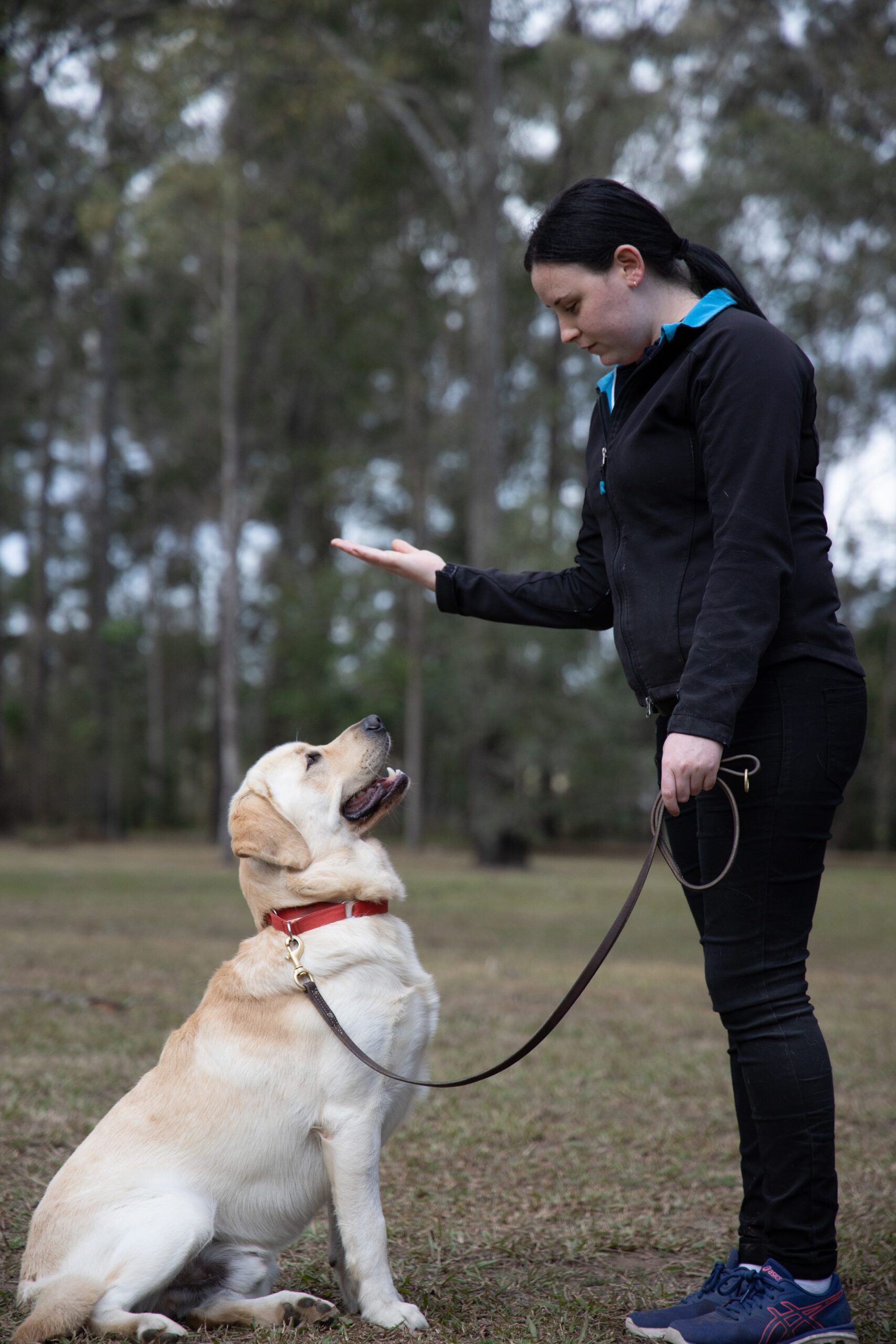 A Guide Dog staff member holding their hand up in a sit command. A yellow Labrador Guide Dog sits at their feet.