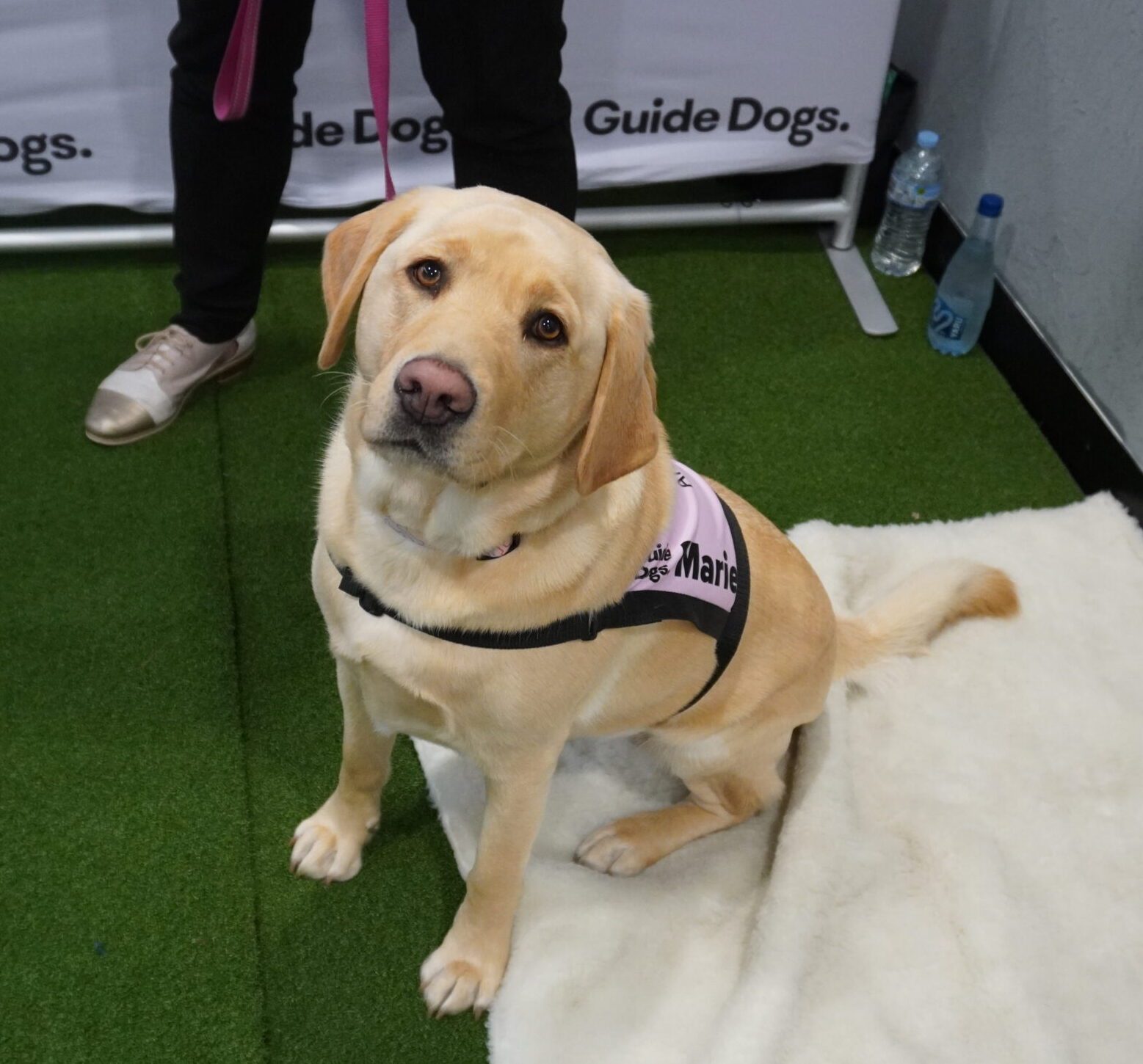 Yellow Labrador Marie sitting, looking up at the camera. She has on her pink Ambassador coat.