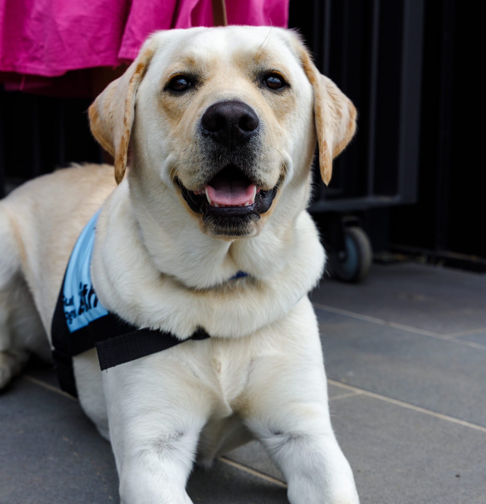 Yellow Labrador Keith laying down, looking at the camera. He is wearing a blue jacket,