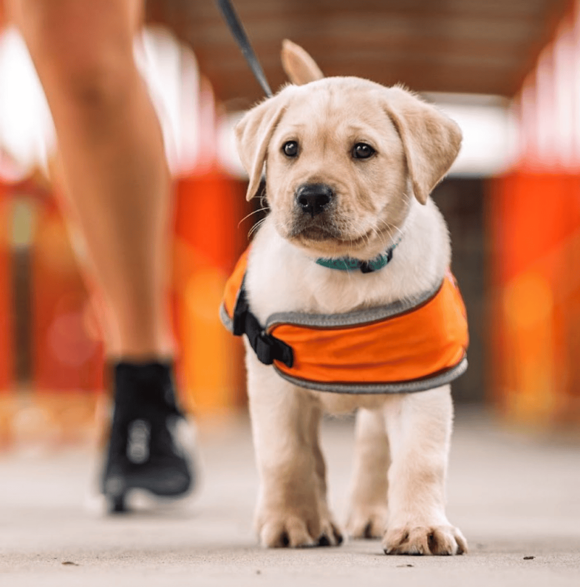 golden labrador puppy wearing a harness walking towards the camera