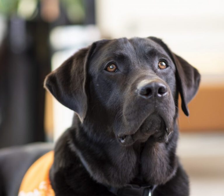 Canine Ambassadors