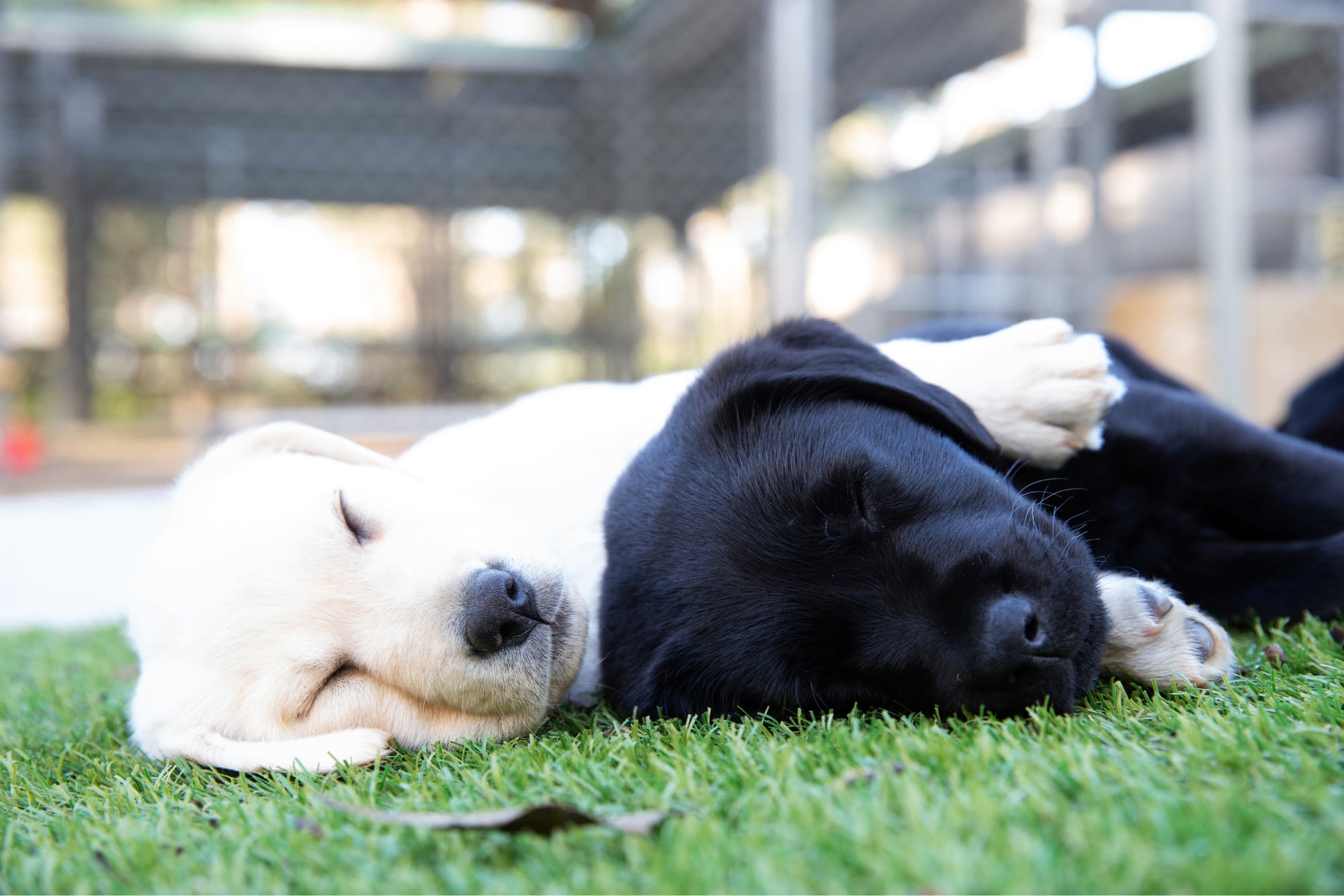 Two eight week old puppies, one yellow and one black, asleep on some grass. The yellow puppy has one paw on top of the black puppy.