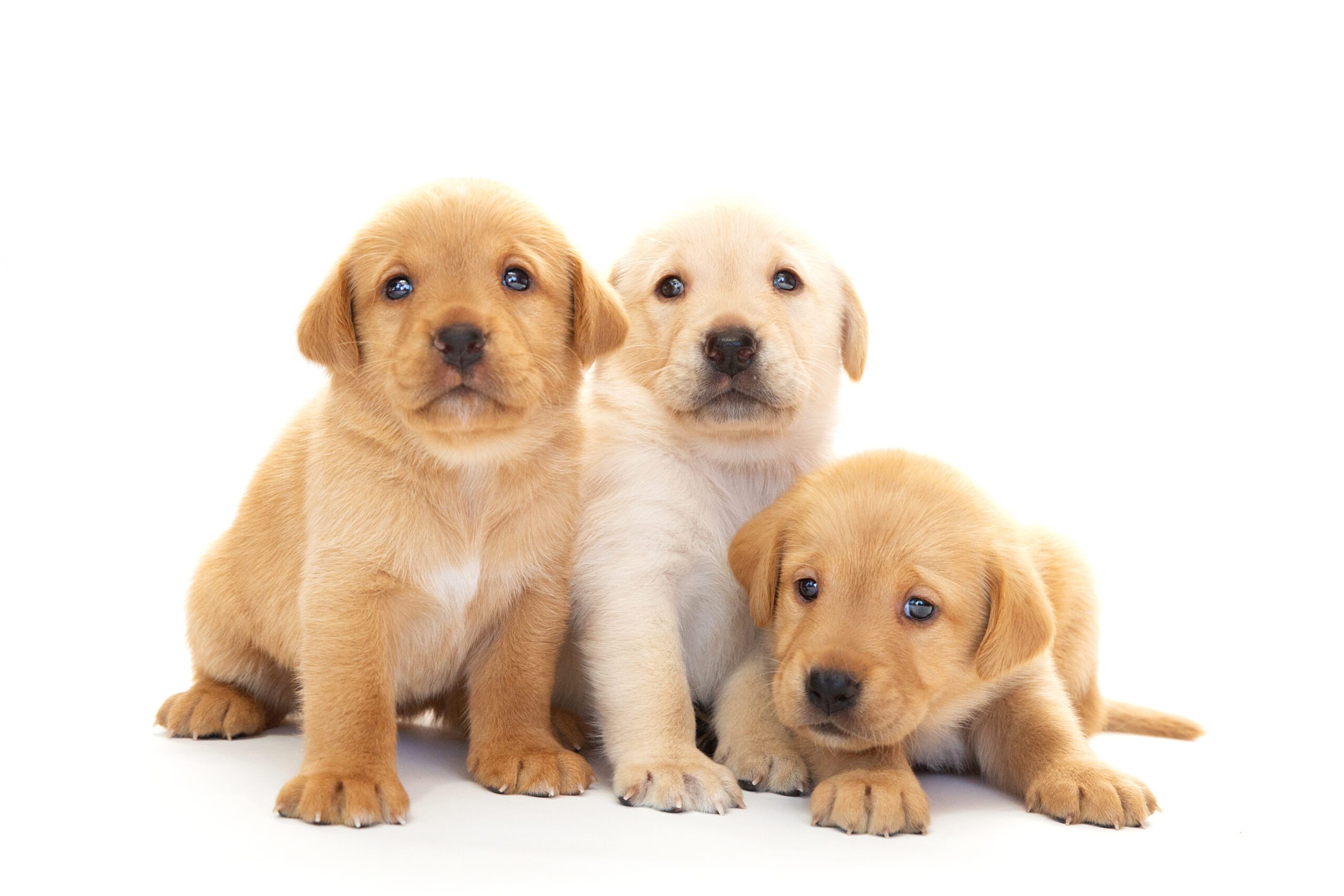 Three yellow Labrador puppies