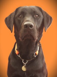 Guide Dog AJ
