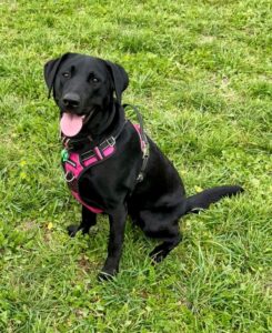 Loved as Pets (LAP) Dog Autumn
