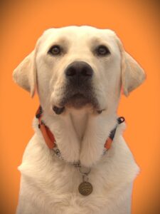 Loved as Pets (LAP) Dog Bondi