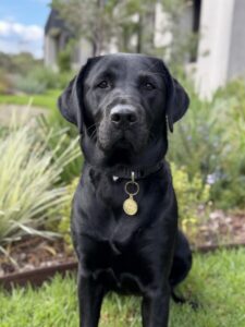 Breeding Dog Brooke