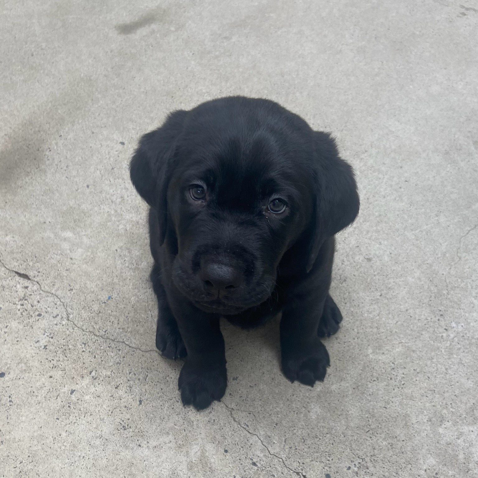Black Labrador puppy, Chilli, sits and looks up at the camera.