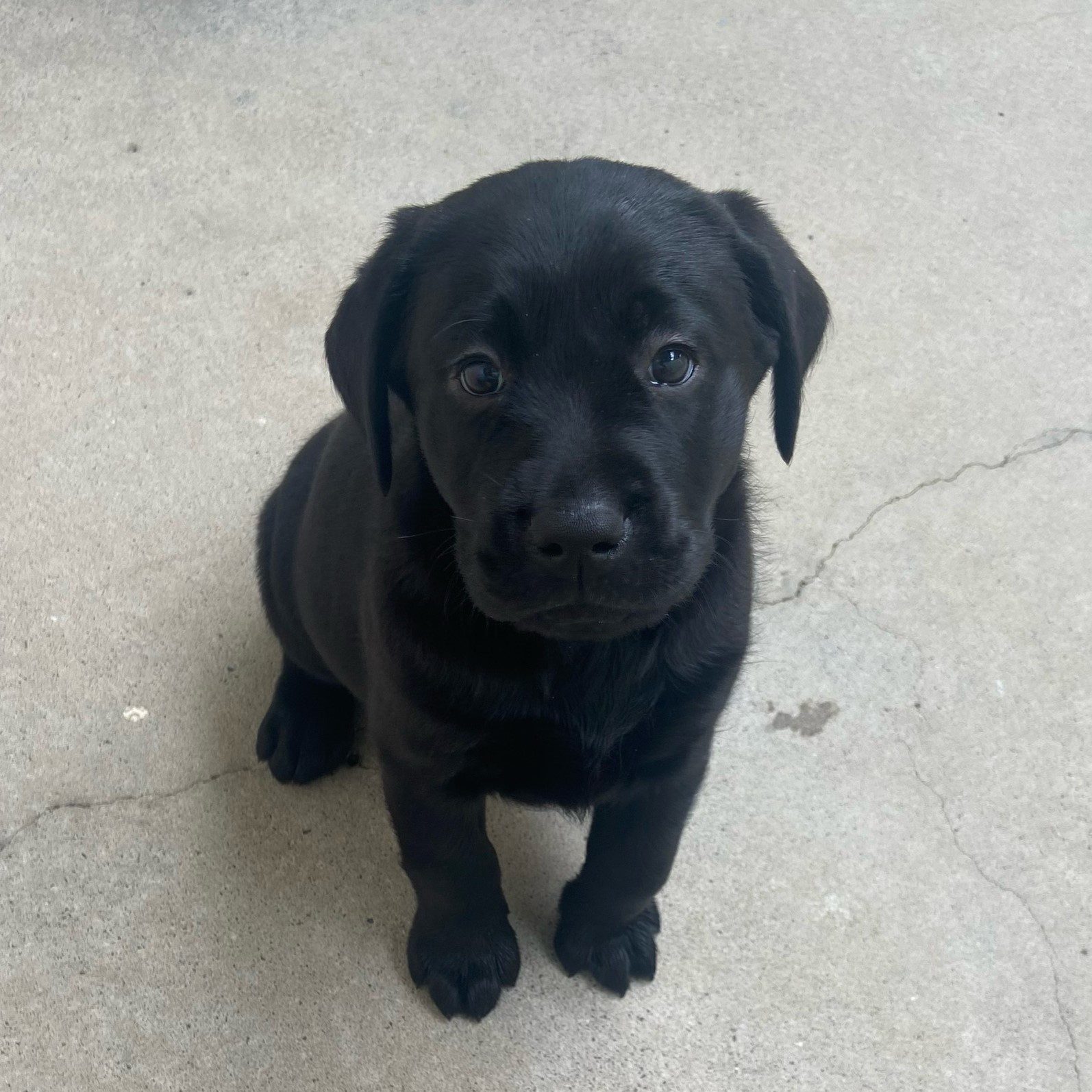 Black Labrador puppy, Clove, sits and looks up at the camera.