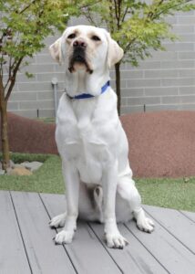 Loved as Pets (LAP) Dog Cookie