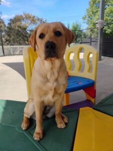 Loved as Pets (LAP) Dog Dawn