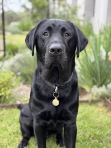 Breeding Dog Egbert