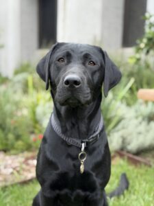 Breeding Dog Ete