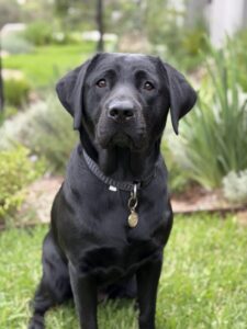 Breeding Dog Eva