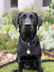 Breeding Dog Frankie