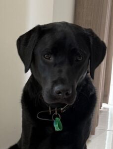 Loved as Pets (LAP) Dog Geoff