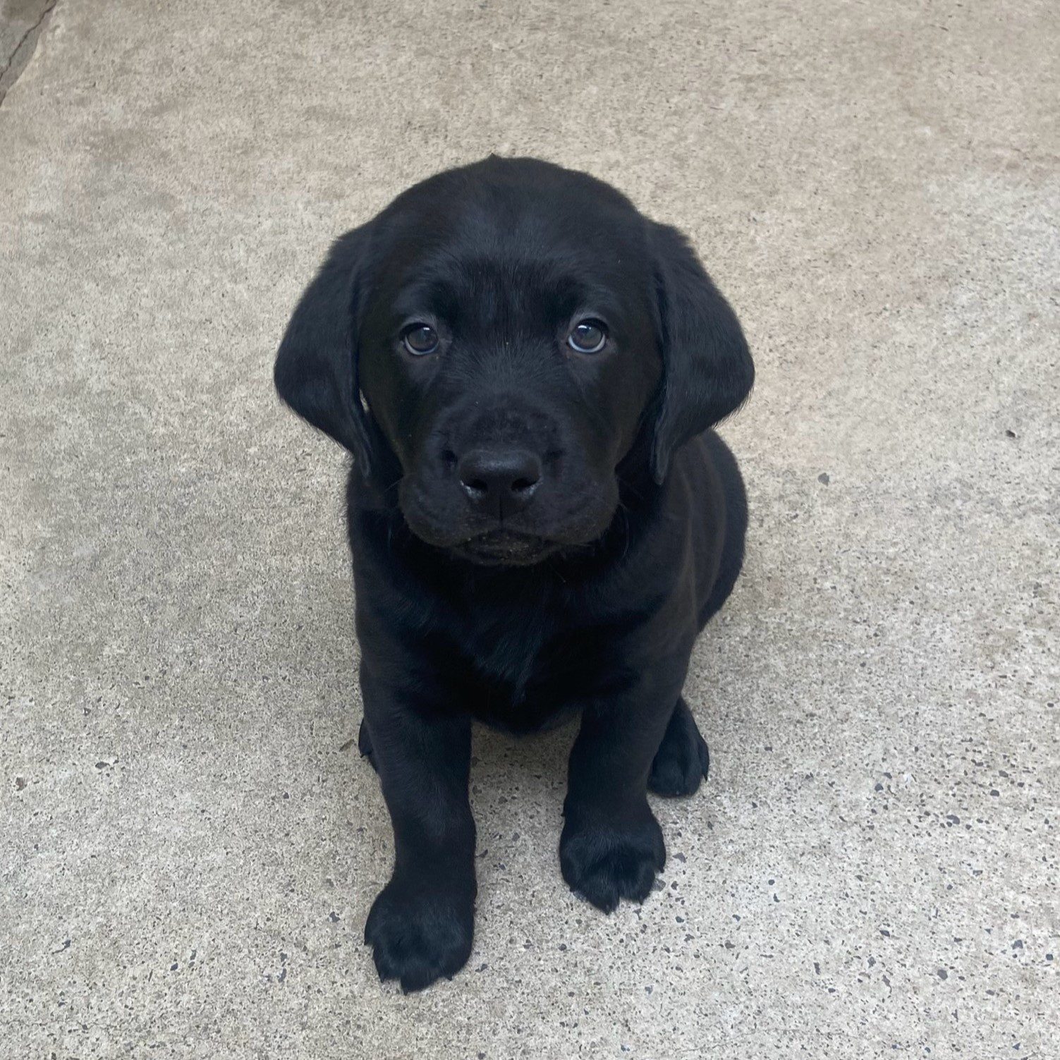 Black Labrador puppy, Ginger, sits and looks up at the camera.