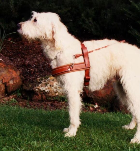 Labradoodle