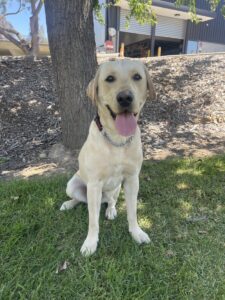 Loved as Pets (LAP) Dog Louie