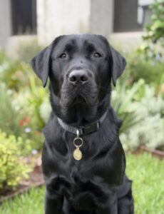 Breeding Dog Morgan